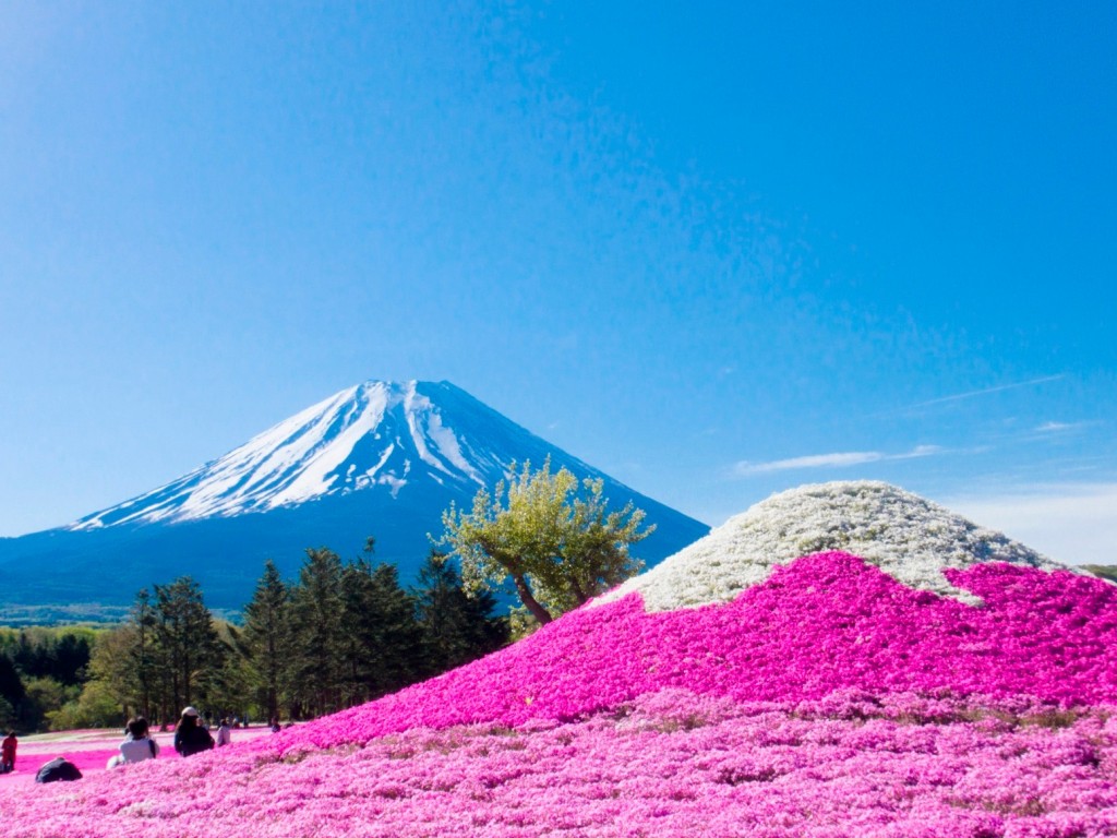 富士芝桜まつり/山梨
