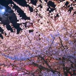 次回は１７年後！4月4日は皆既月食とのコラボお花見で春を満喫しよう