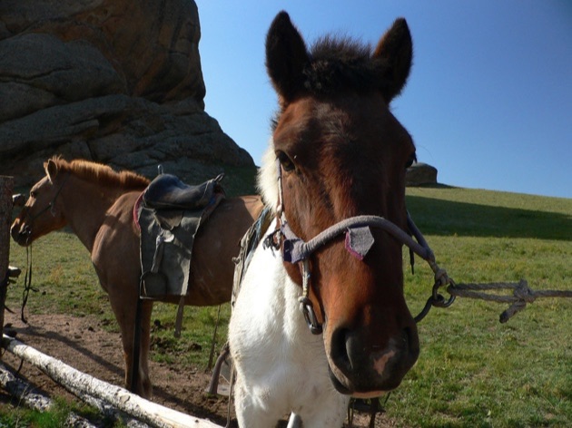 テレルジ国立公園の馬