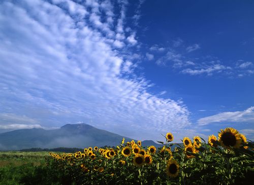 軽井沢のひまわり