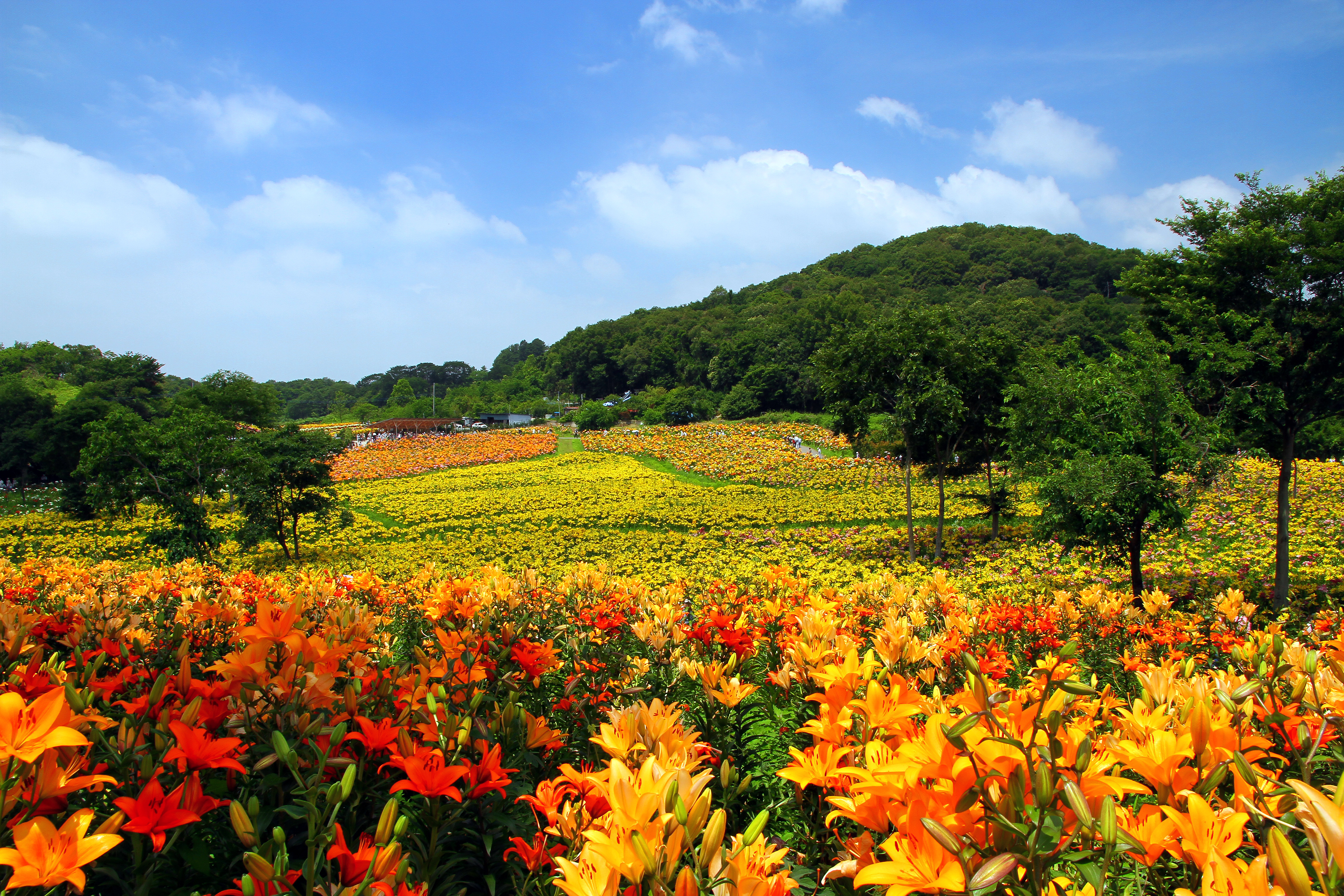 群馬県太田吉沢「ゆりの里」