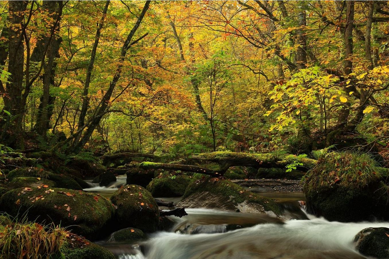 秋の奥入瀬渓流