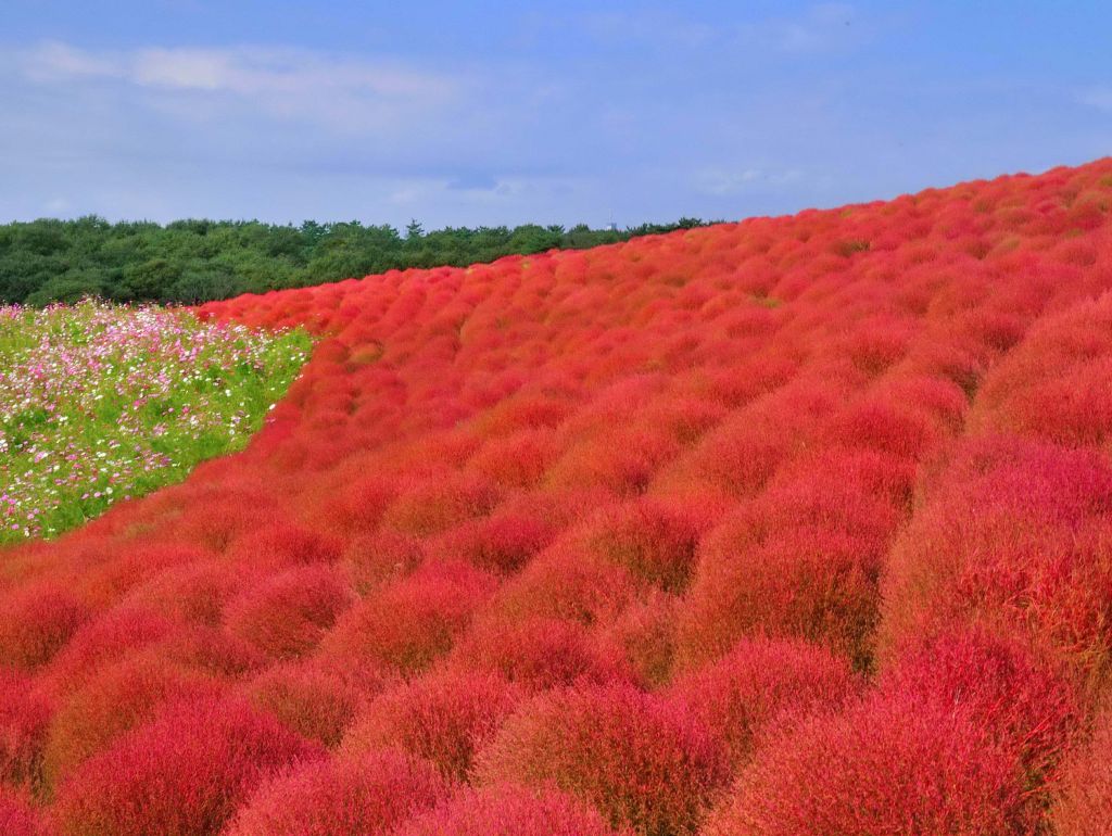 茨城ひたち海浜公園
