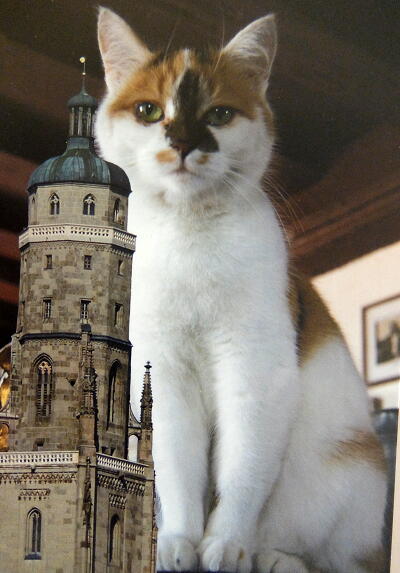 ネルトリンゲンの猫のポストカード