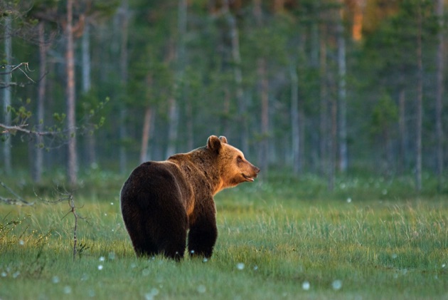 リラ国立公園の野生動物