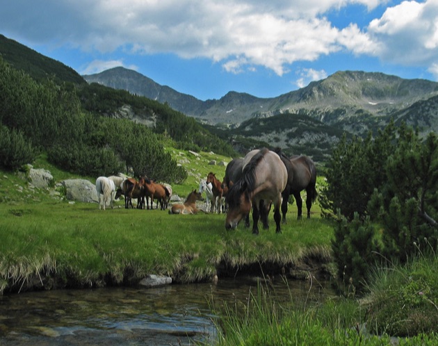リラ国立公園の馬