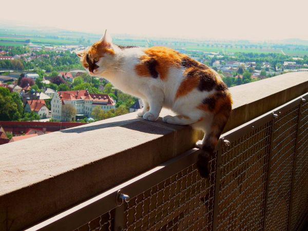 ネルトリンゲンの看板猫