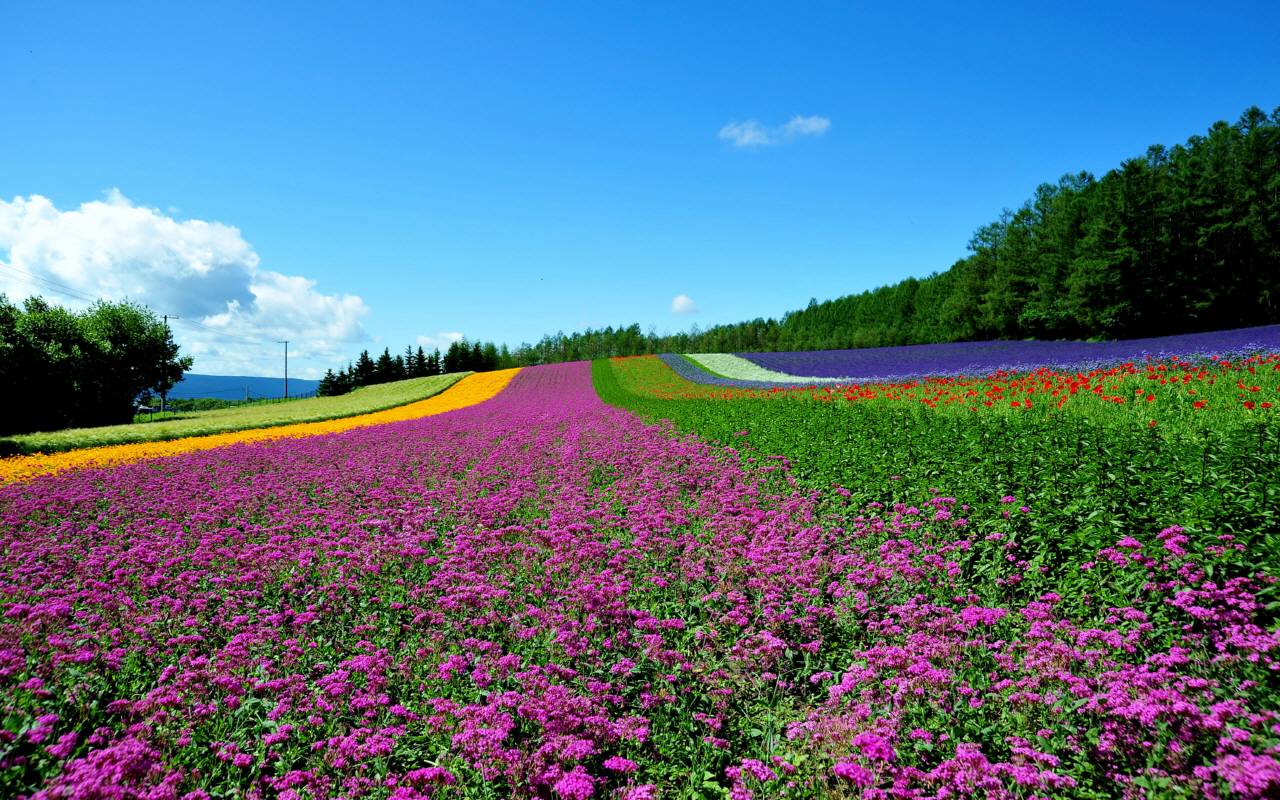 北海道「ファーム富田」