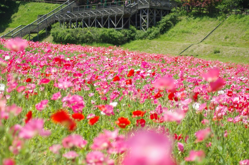 神奈川県くりはま花の国