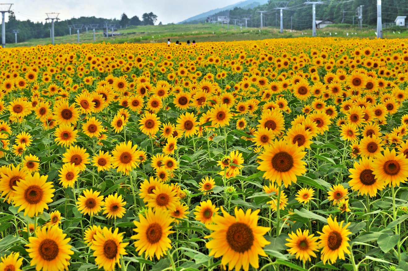 岐阜県飛騨高山「アルコピアひまわり園」