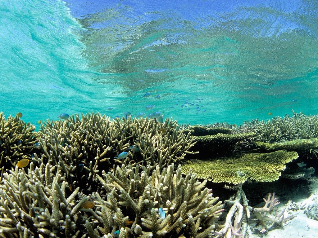星のや竹富島でのアクティビティ