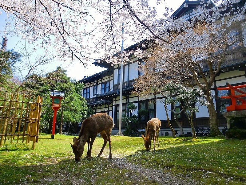 奈良ホテルと桜と鹿
