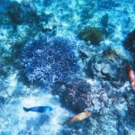 地上の楽園！一度は訪れたい夢のように美しいセブのビーチリゾートへ