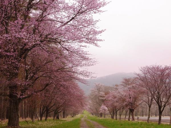 静内二十間道路桜並木