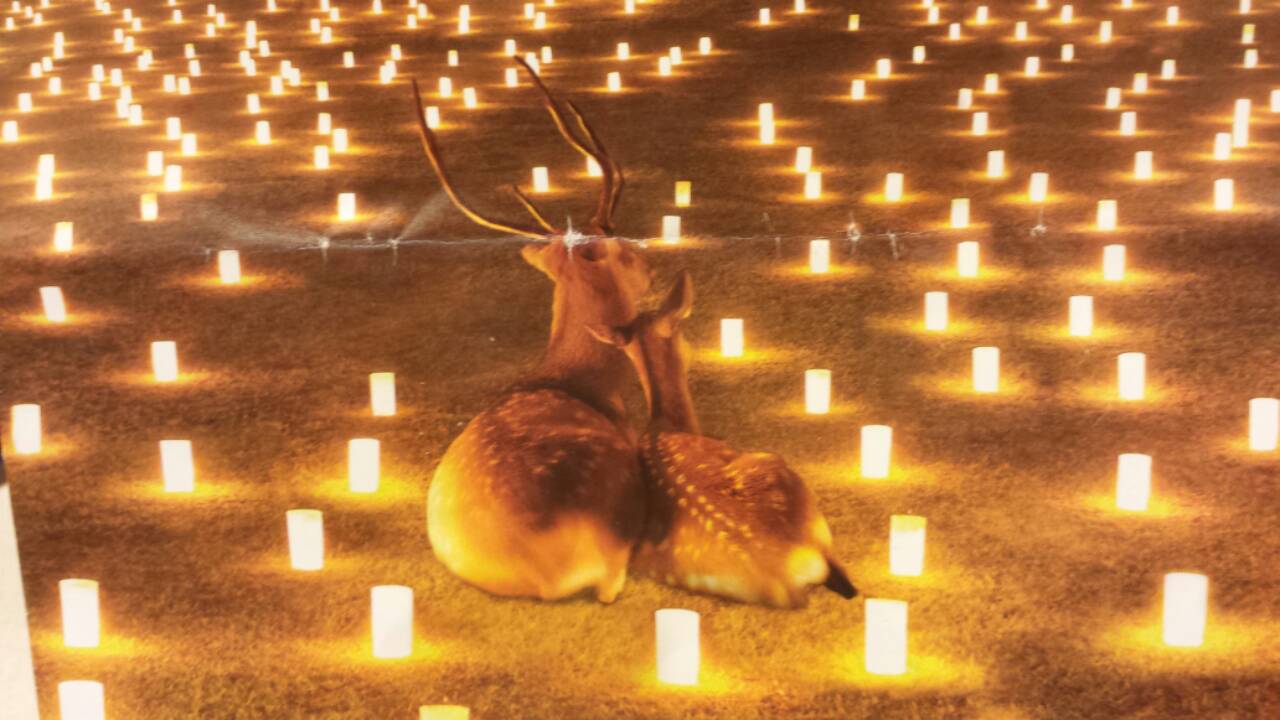 なら燈花会