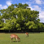 古都の夜が輝く！奈良に行きたくなる、夜の三大イベント♪