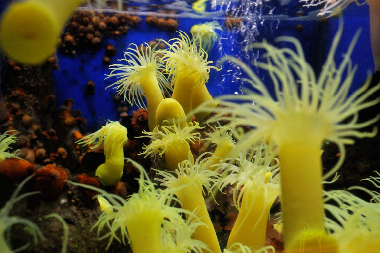 白浜水族館イソギンチャク