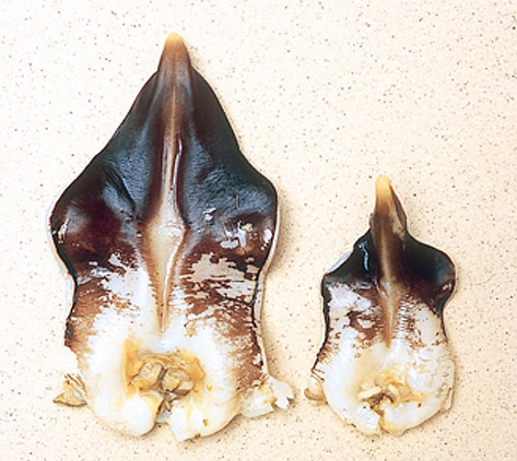 トリ貝大きさ比較