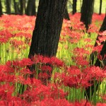 日本一のヒガンバナ群生地！埼玉が誇る赤の絶景「ひだか巾着田」