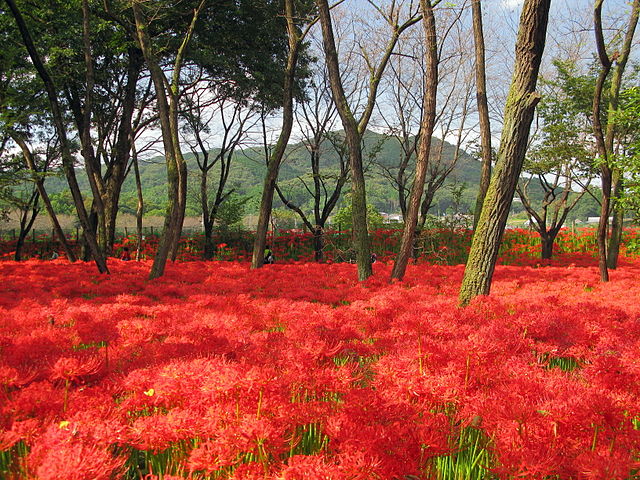ひだか巾着田(きんちゃくだ)のヒガンバナ(彼岸花、曼珠沙華)