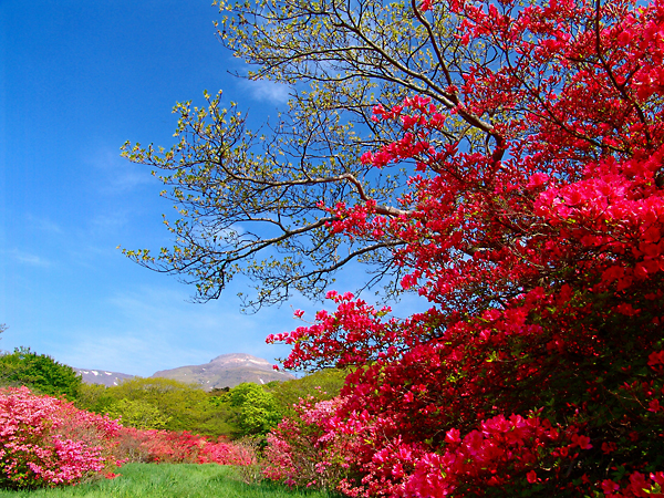 那須　八幡ツツジ