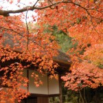 秋だけの特別な風景！完全予約制の美しき庭園「修学院離宮」