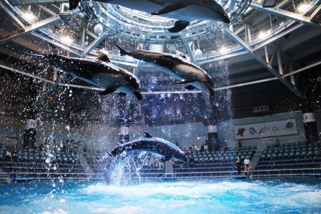 SNOW AQUARIUM by NAKEDのドルフィンパフォーマンス