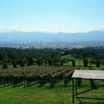 世界に誇る甲州ワインの産地「山梨県」のワイナリーおすすめ８選