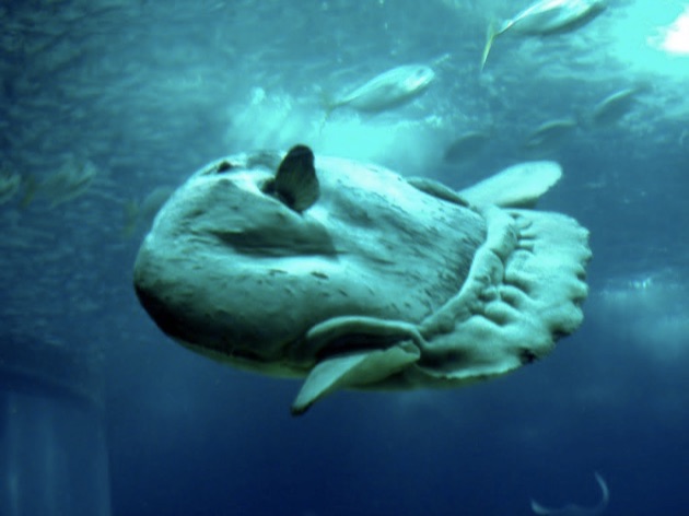 リスボン海洋水族館のマンボ