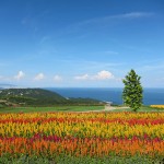 ようこそ花の島へ！淡路島の観光スポットおすすめランキング