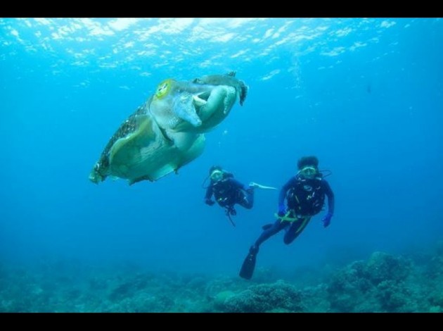 奄美大島ダイビング