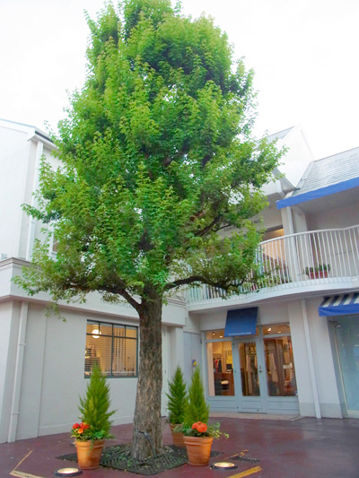 メイプルファーム2