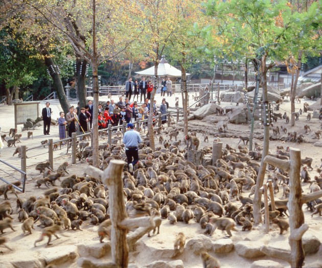 高崎山自然動物園