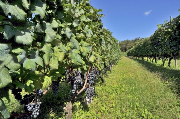 ヴィラデストワイナリーのブドウ畑