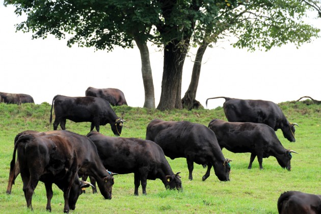 鹿児島黒毛和牛