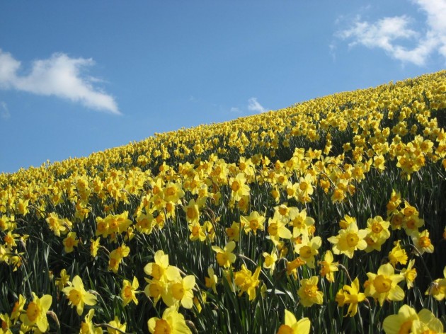 大津市　びわ湖バレイ　春