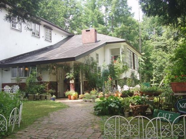 コットンスノー (2)