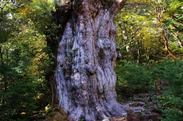 屋久島縄文の杉