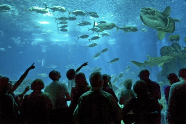 リスボン海洋水族館の水槽