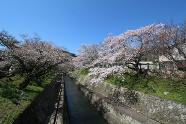 大津市　琵琶湖疏水の桜