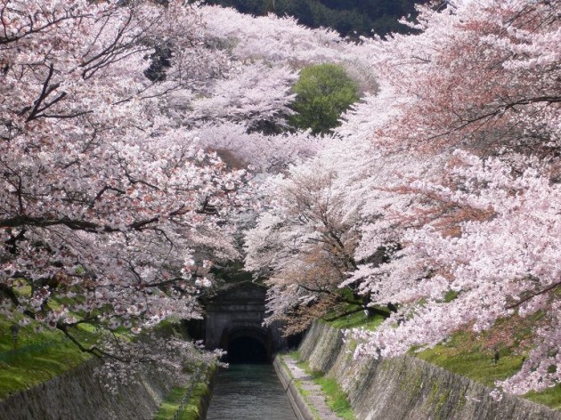 大津市　琵琶湖疏水の桜01
