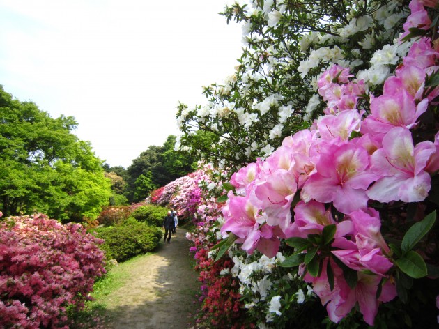 久留米森林つつじ公園