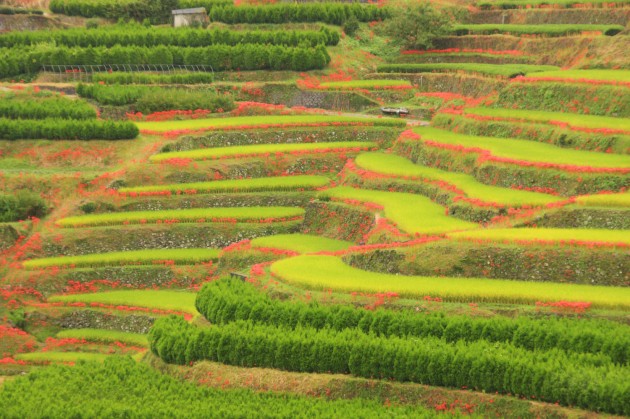 星野村棚田