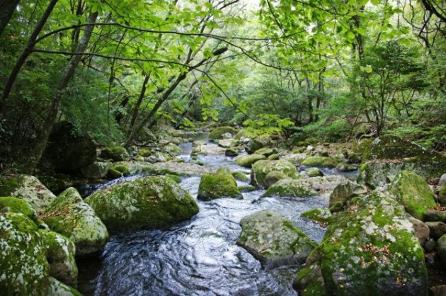 清流の森川