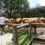 美しい霧島連山が眺められる「都城」の観光スポットおすすめランキング