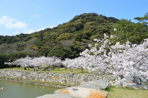 萩城桜