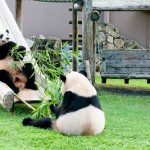 見どころ満載「和歌山県」の観光スポットおすすめランキング