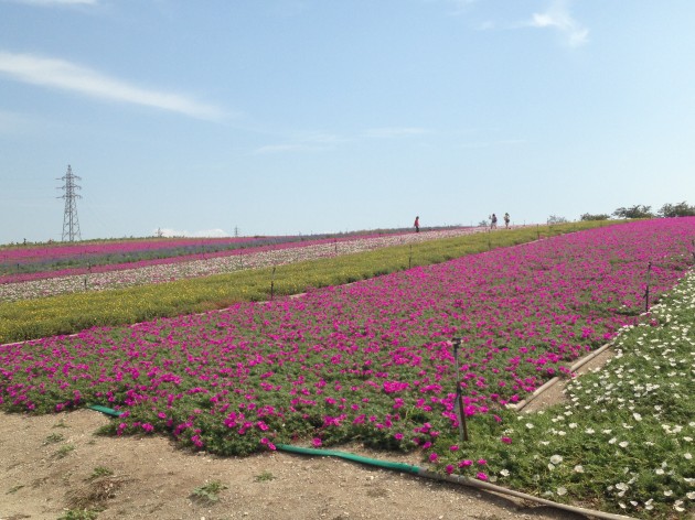 観光農園花ひろば