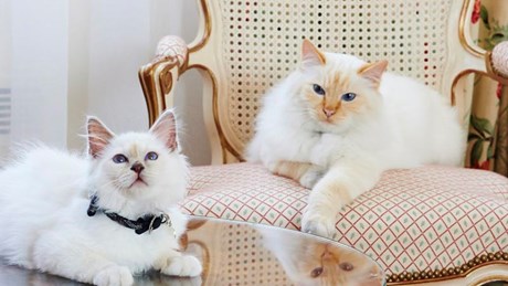 ル ブリストル パリ ホテルにいる猫