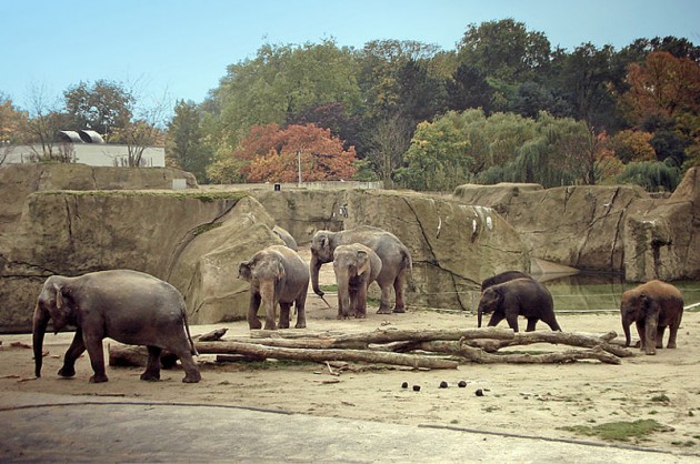 ケルン動物園ぞう